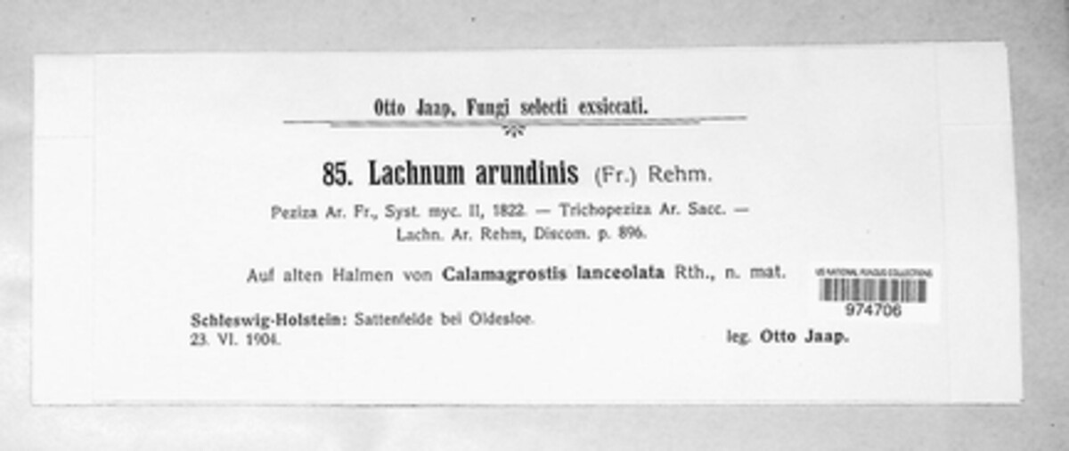 Urceolella arundinis image